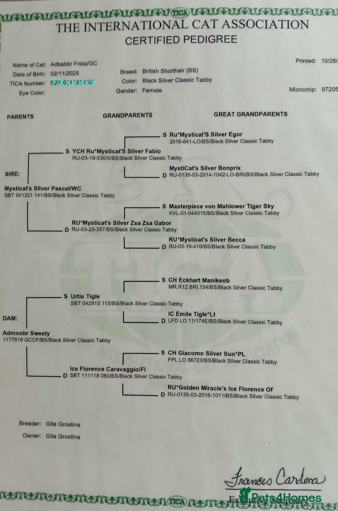 British Shorthair cats for sale: Bsh.  Silver Classic Tabby.Active.  - Advert 3