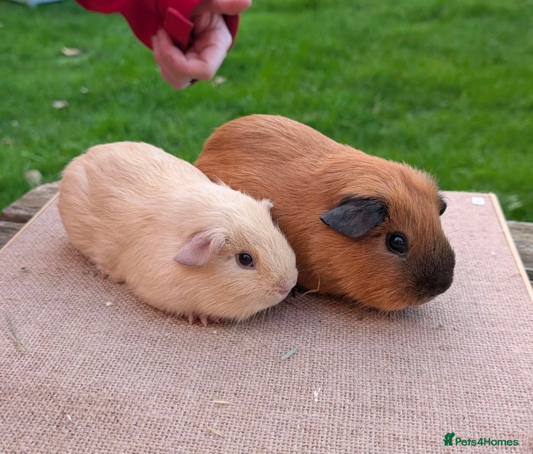 Guinea Pig rodents for sale: Beautiful Californian / self boar guinea pigs - Advert 6