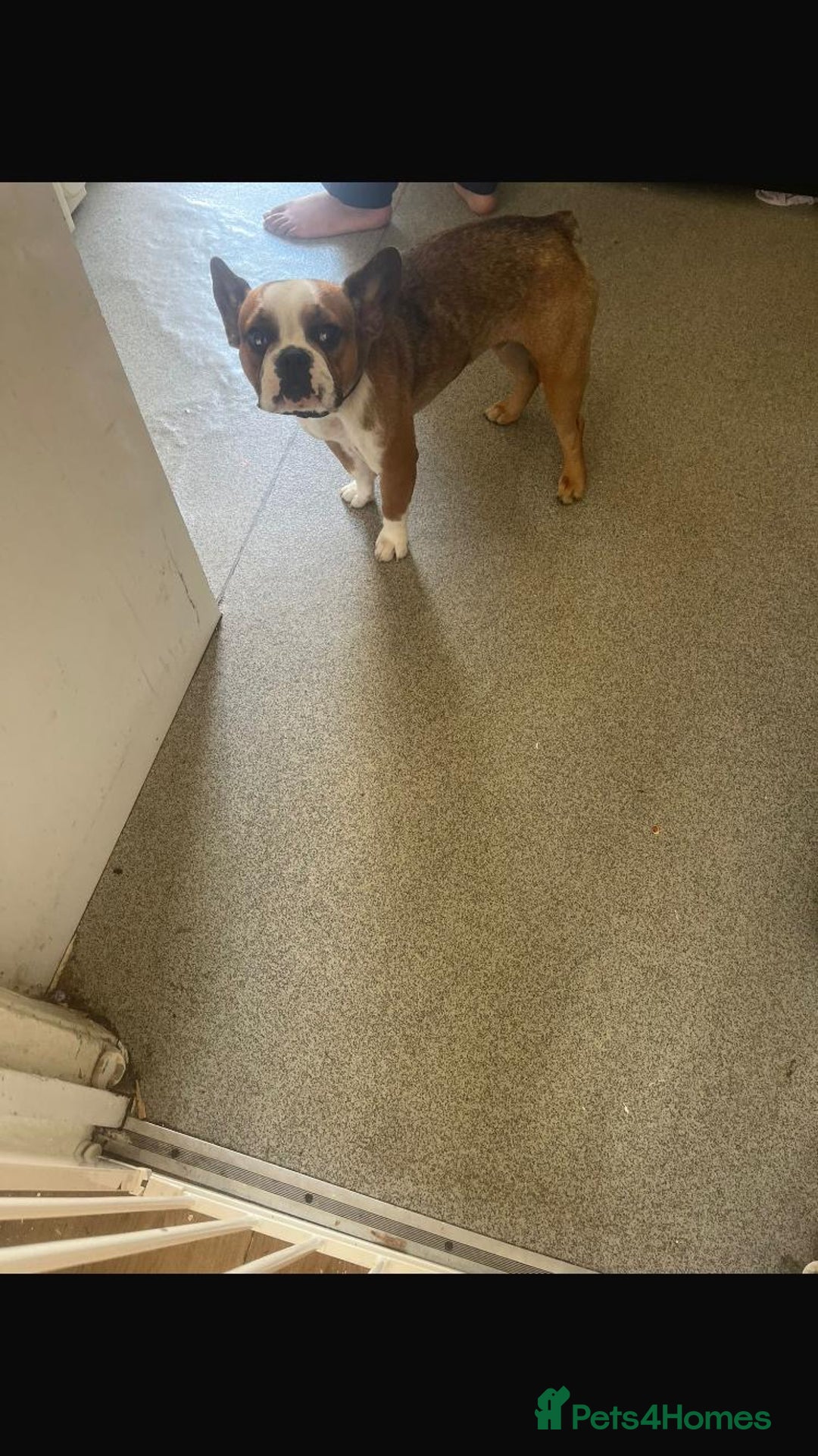 French Bulldog dogs for sale: Frenchie needs a new home as lonley - Image 3