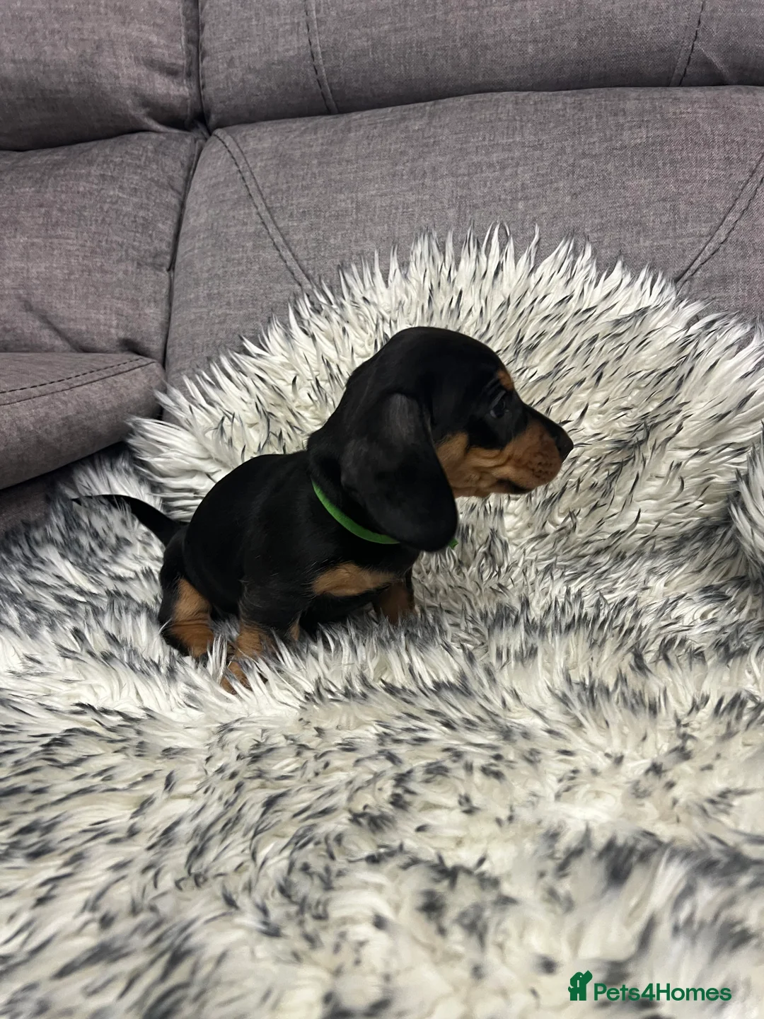 Dachshund dogs for sale: Adorable Dachshund puppies 4 boys 2 girls - Advert 30