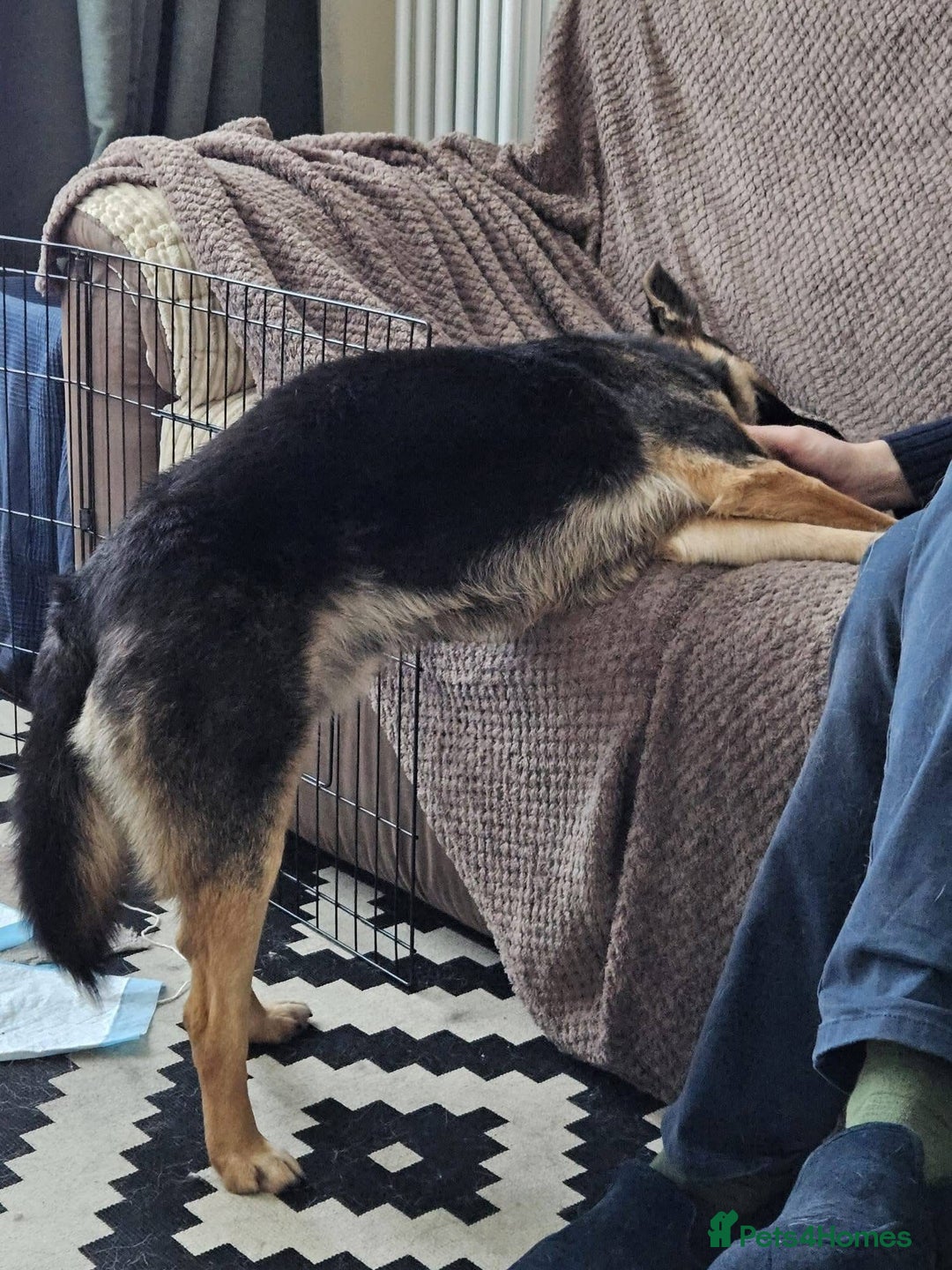 Mixed Breed dogs for adoption: Tio - FOR ADOPTION - Advert 2