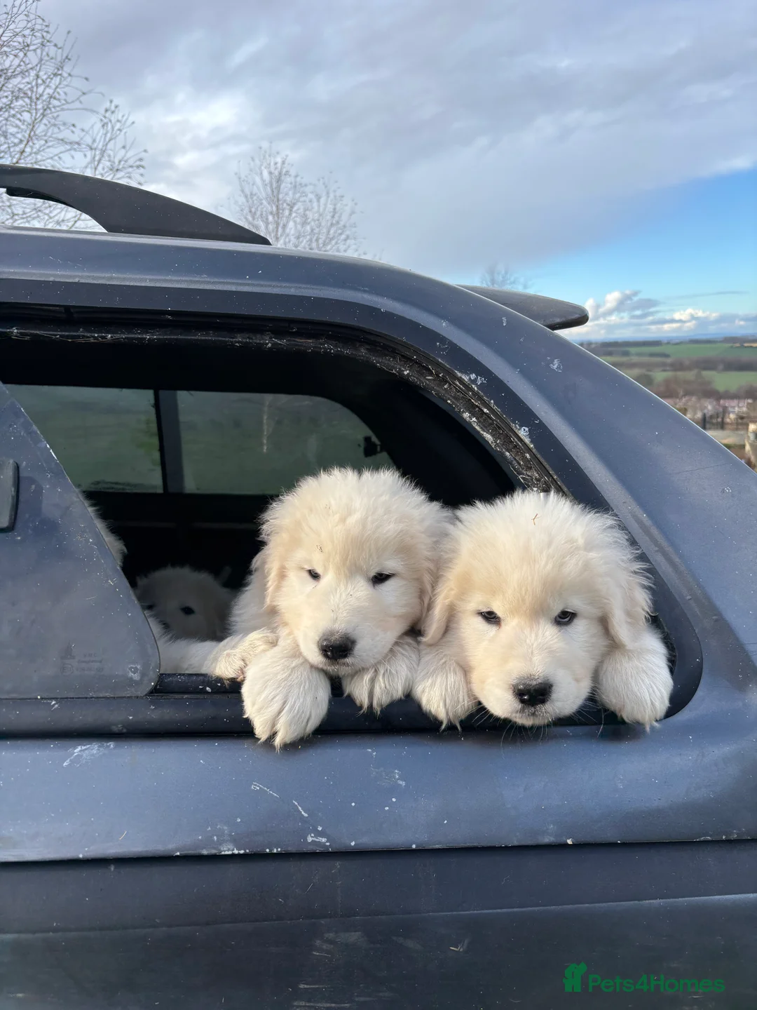 Maremma Sheepdog dogs for sale: Maremma sheepdog puppies - Advert 6