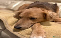 Mixed Breed dogs for adoption: Sweet Nathan Is looking for Love  - Image 35