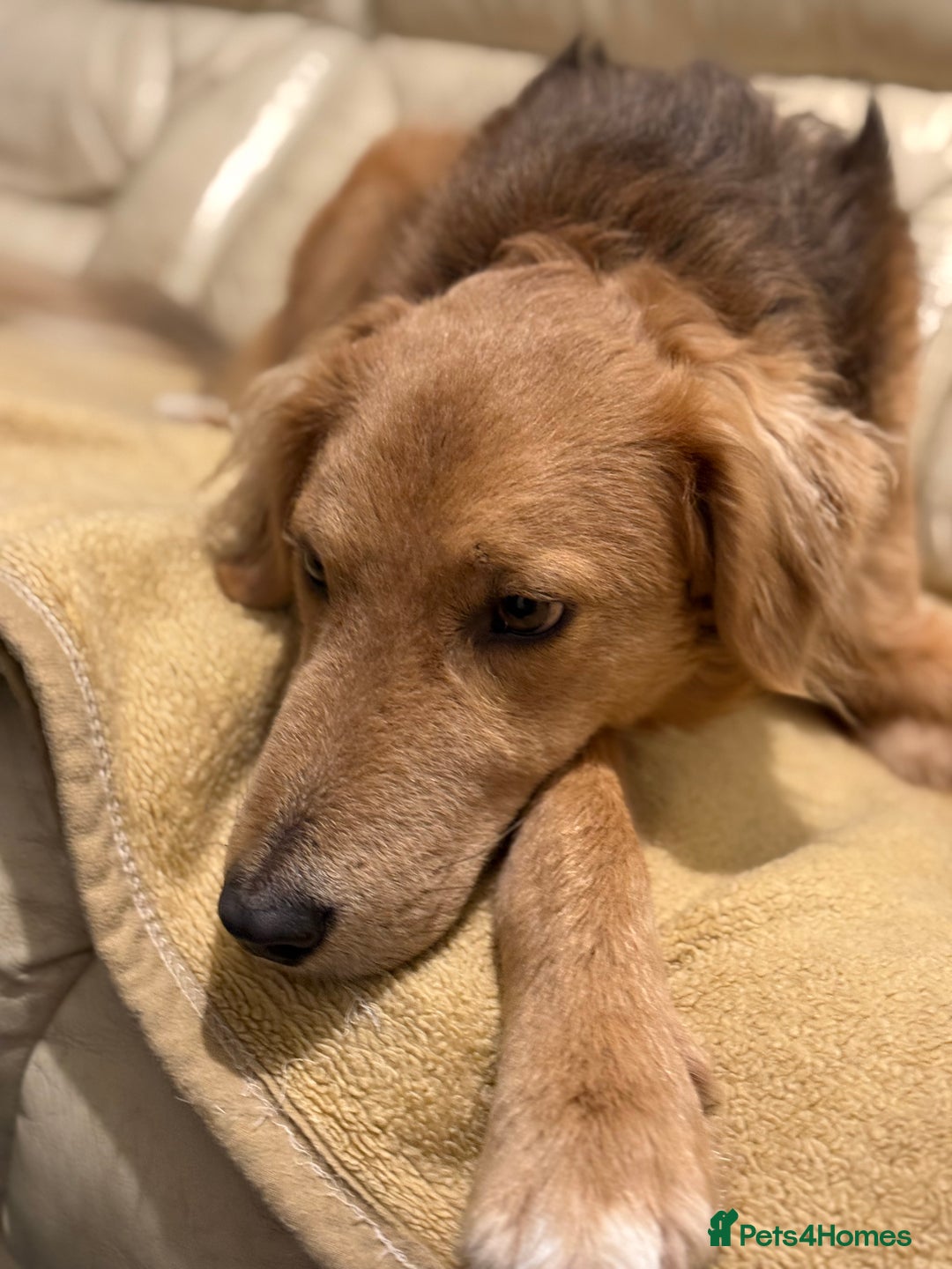 Mixed Breed dogs for adoption: Sweet Nathan Is looking for Love  - Image 35