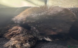 Shihpoo dogs for sale: Shih Tzu X poodle X Shihpoo - Image 21