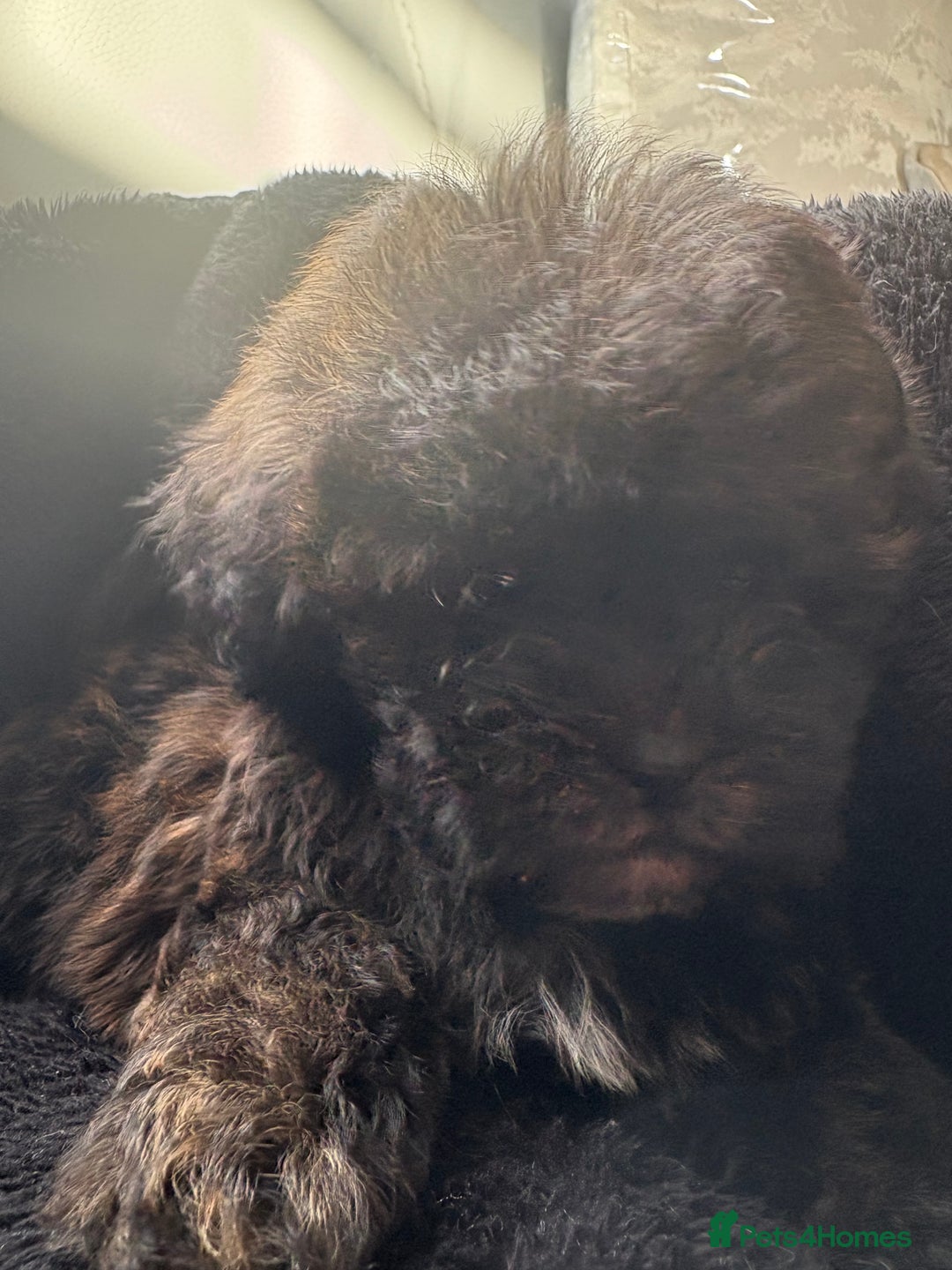 Shihpoo dogs for sale: Shih Tzu X poodle X Shihpoo - Image 21