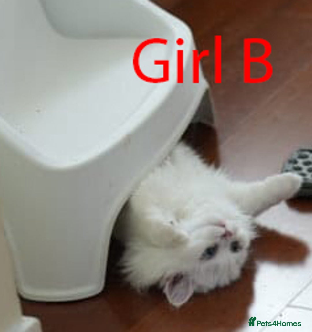Persian cats for sale: persians all white 1 boy 2 girls - Advert 11