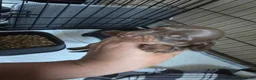 Miniature Dachshund dogs for sale:  Miniature Dachshund Puppies Available 🐾 - Advert 6