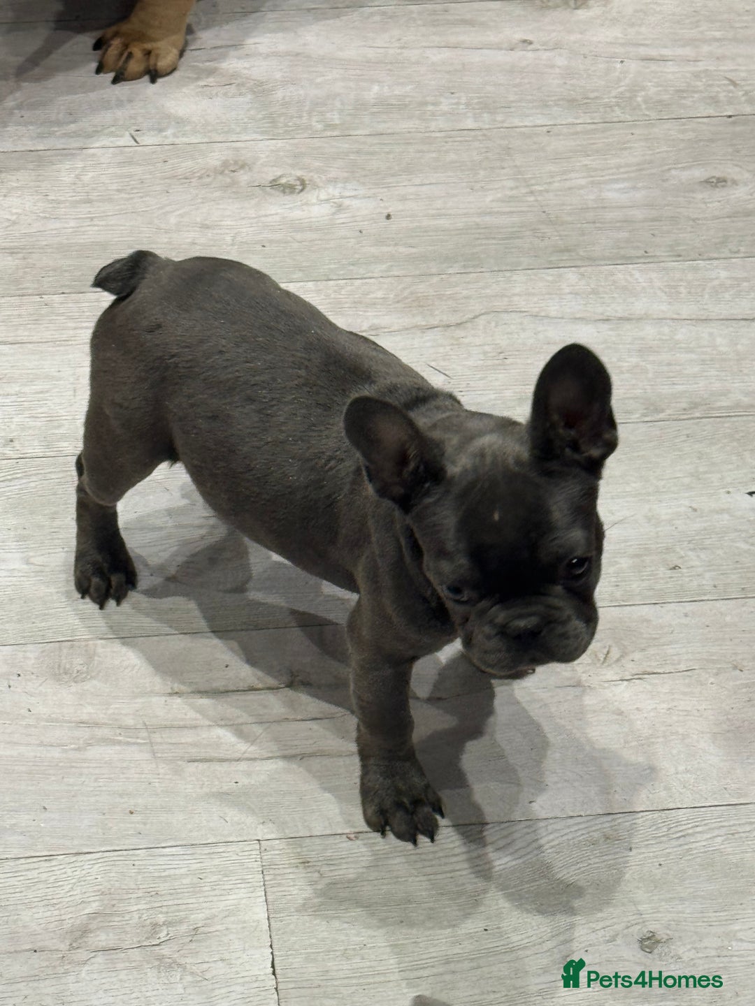 French Bulldog dogs for sale: French Bulldog Puppies - Ready Now  - Image 14