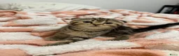 Scottish Fold cats for sale: Scottish Fold x British Short Hair Kittens - Advert 7
