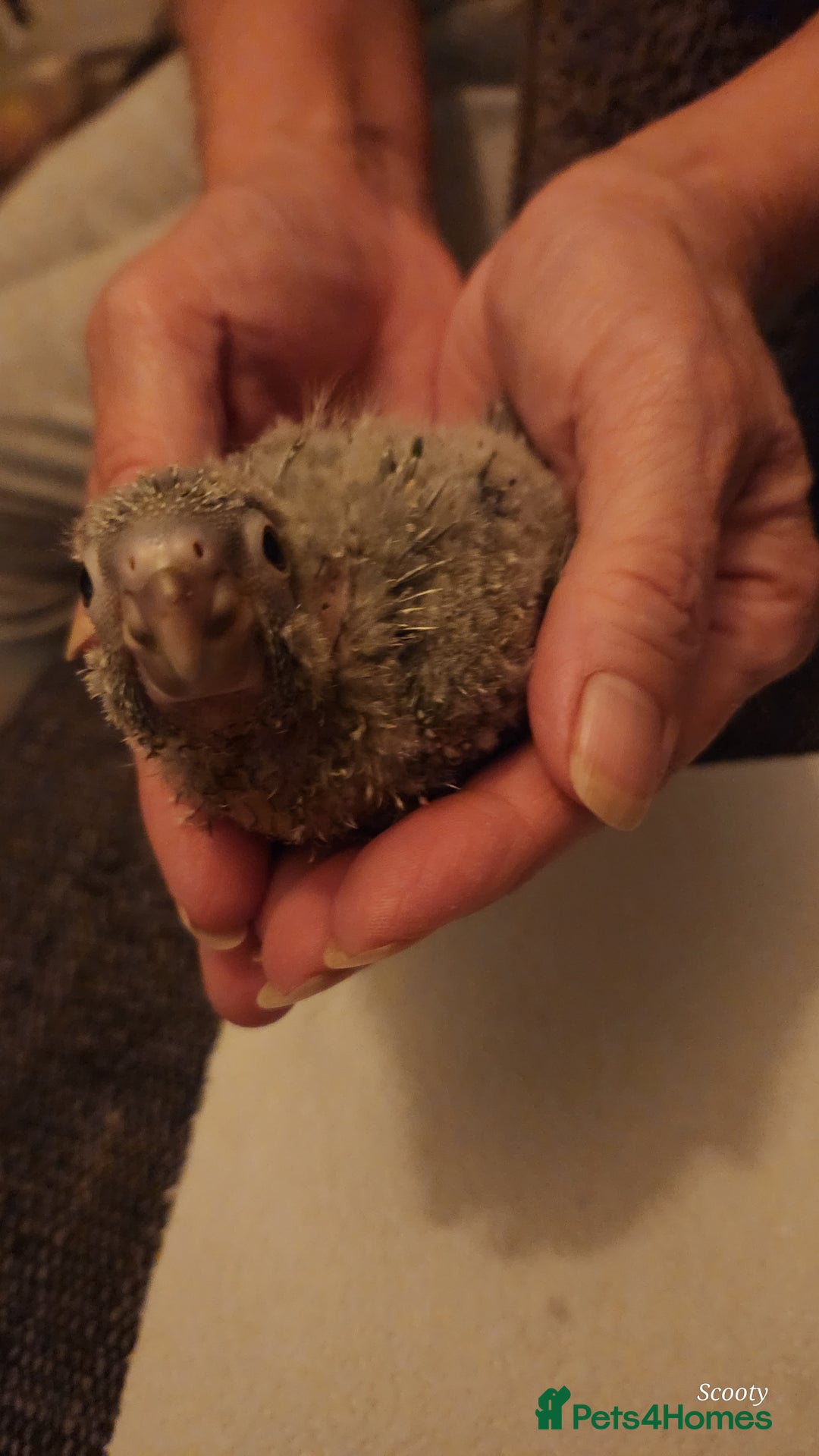 Parrots birds for sale: Hand reared baby conures ready end of nov - Image 5