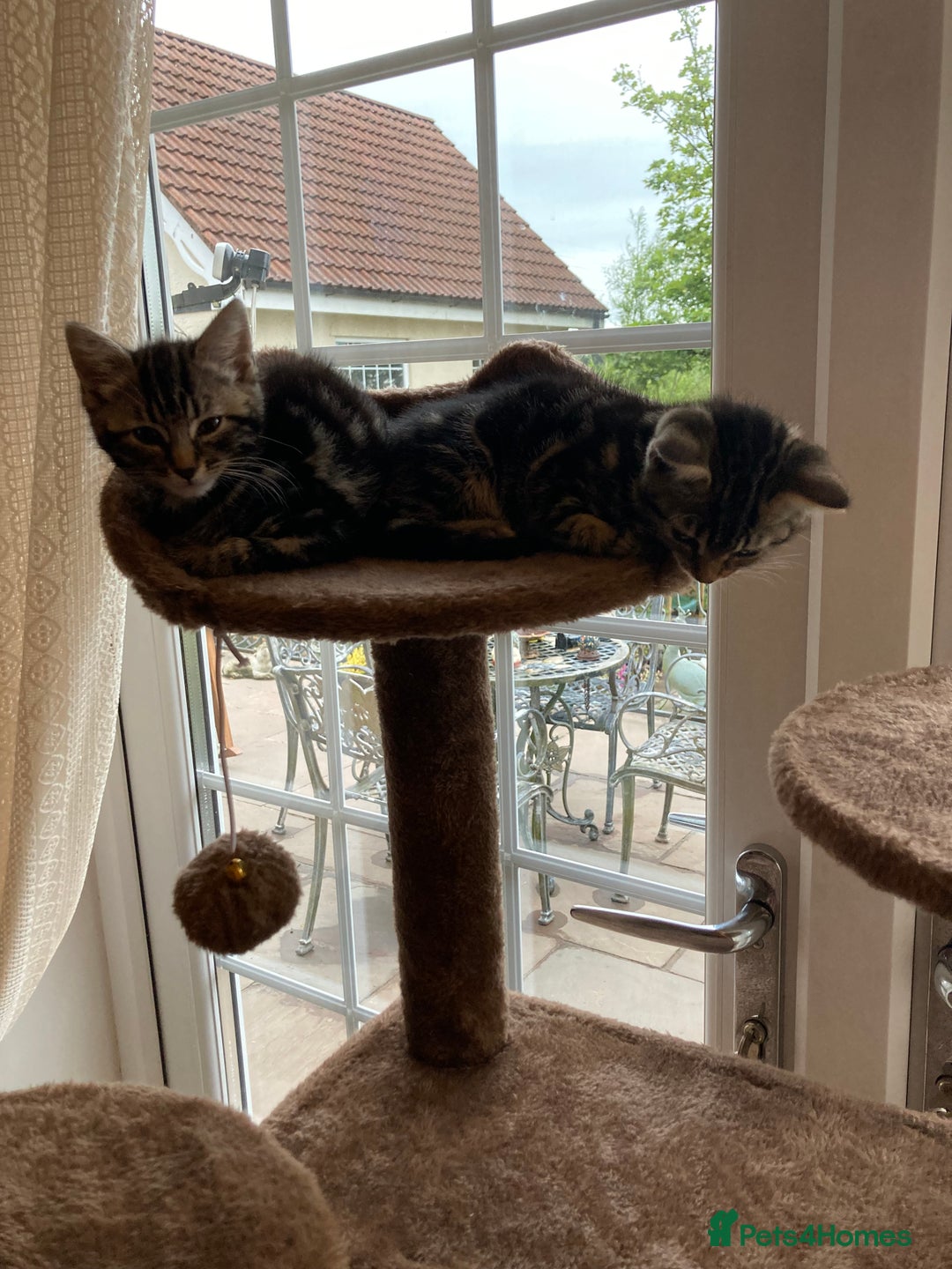 Savannah cats for sale: Beautiful Male Savannah Kitten for sale - Advert 14