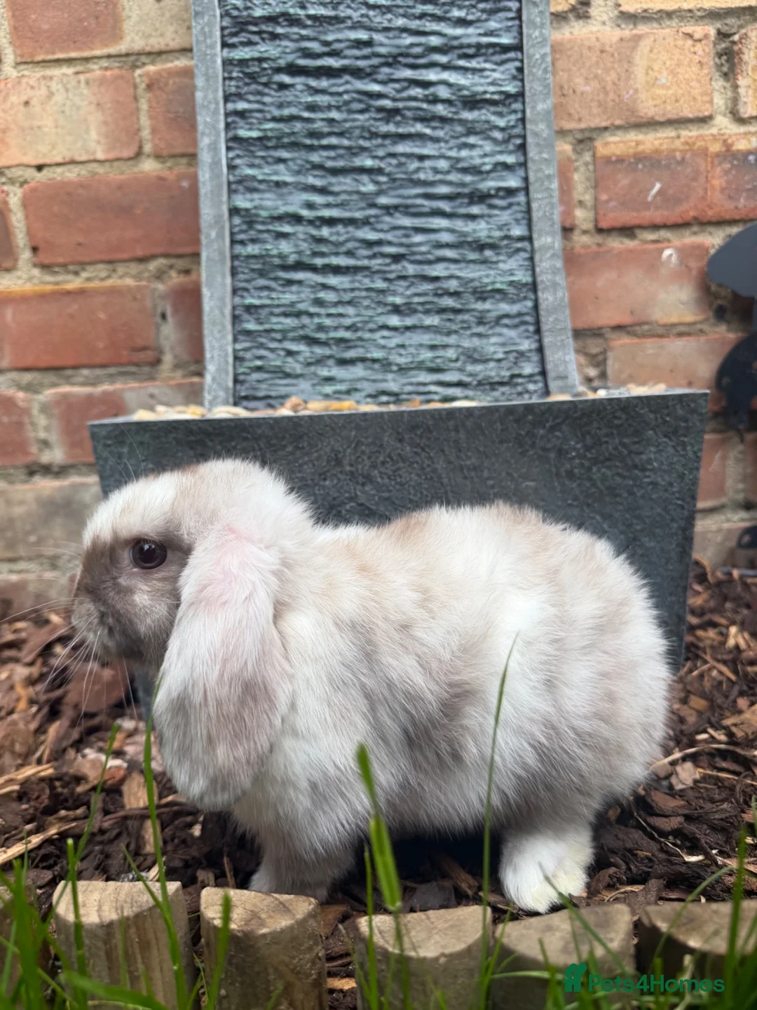 Mini Lop rabbits for sale: Minilops Males  - Advert 1
