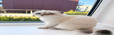 Scottish Fold 1