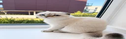 Scottish Fold cats for sale: 🐾 Stunning Scottish Fold Girl  🐾 - Advert 18