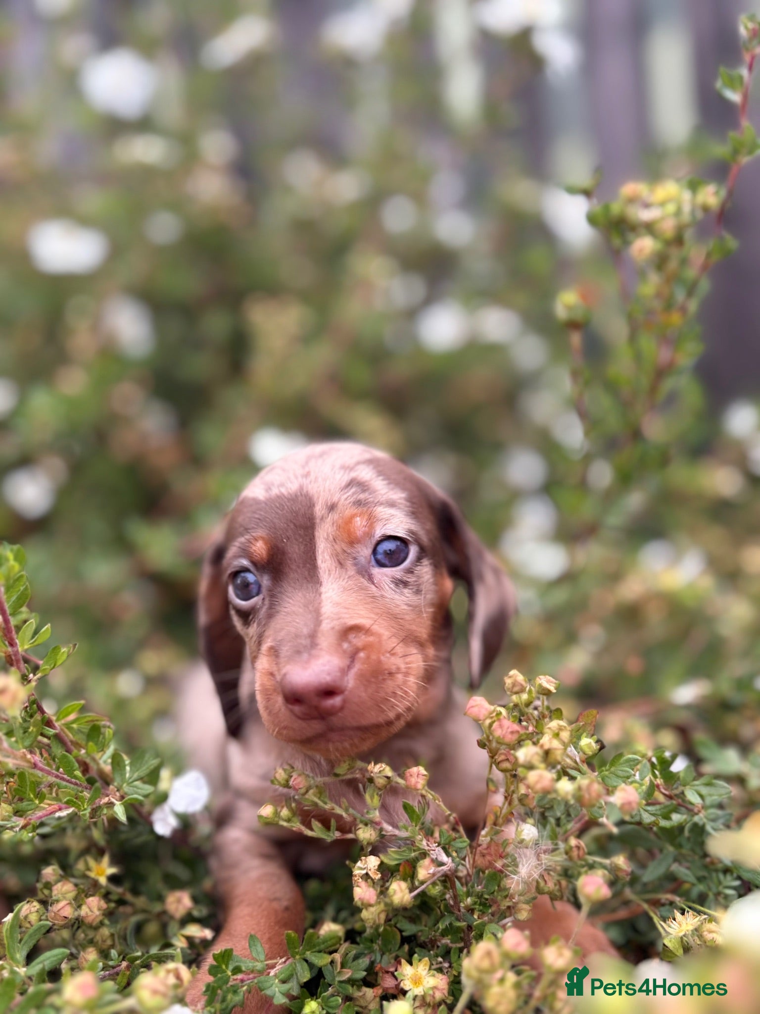 Dachshund dogs Beautiful litter of Dachshunds  - Advert 5