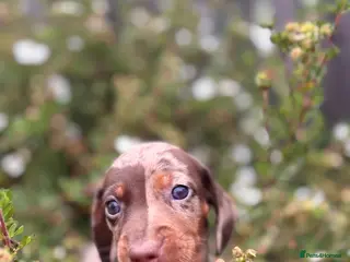 Dachshund dogs Beautiful litter of Dachshunds - Advert 16