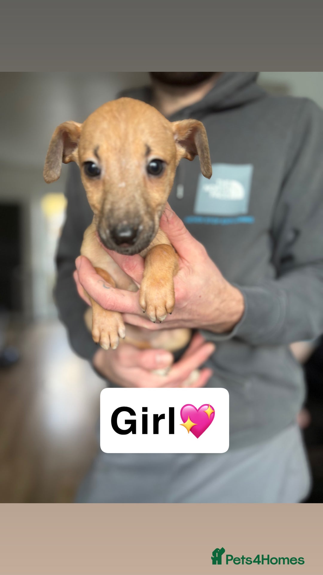 Saluki dogs for sale: PRICE DROP… SALUKI COLLIE BULL GREYHOUNDS - Advert 3