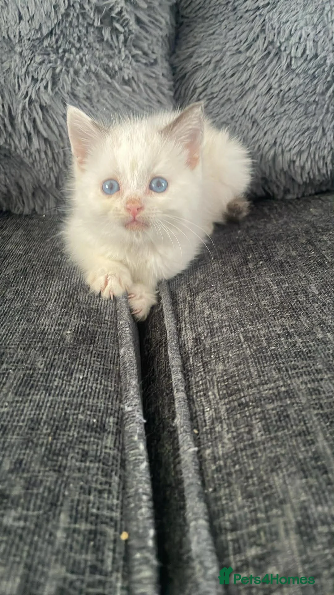 Ragdoll cats for sale: Kiitten for sale  - Advert 3