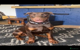 Dobermann dogs for sale: Pregnancy Confirmed - European Doberman Puppies - Image 26