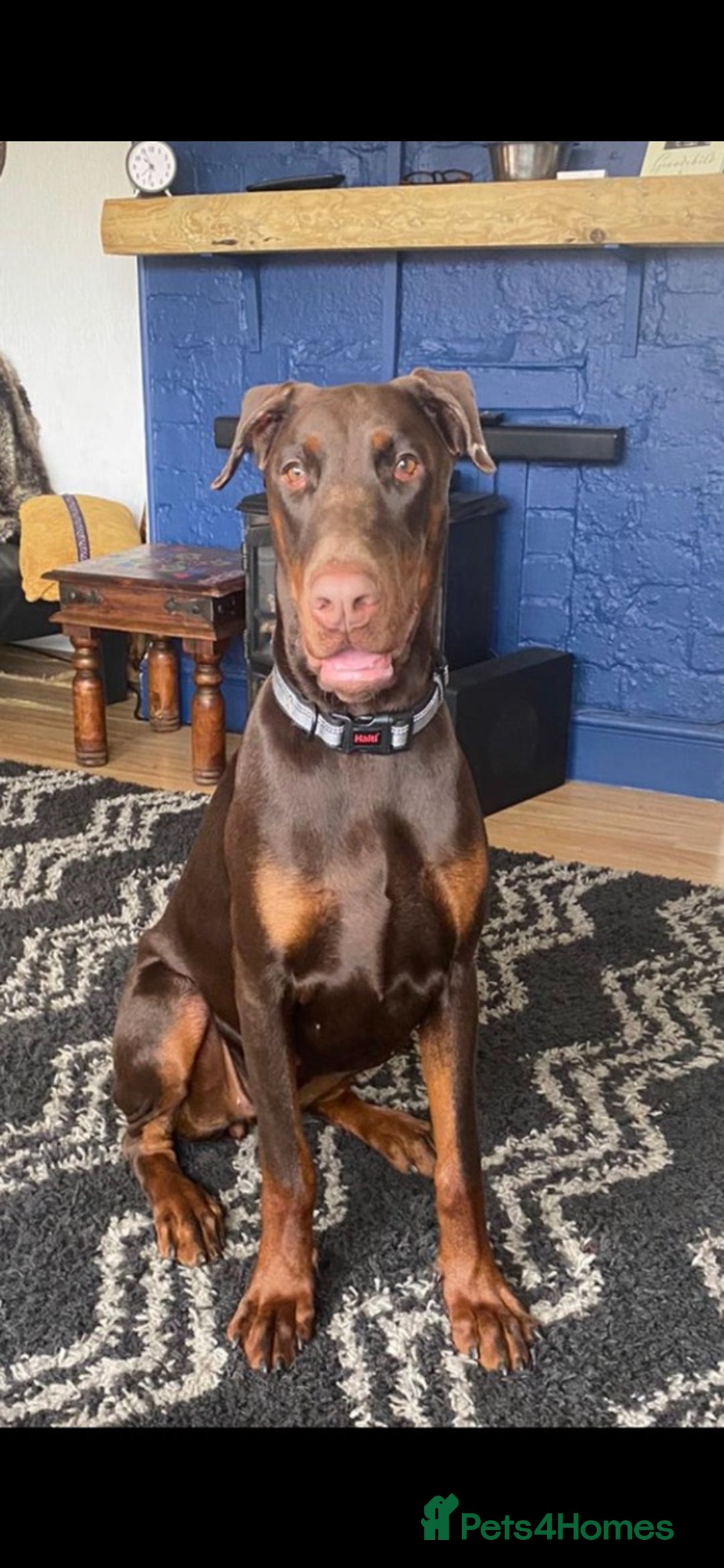 Dobermann dogs for sale: Pregnancy Confirmed - European Doberman Puppies - Image 26