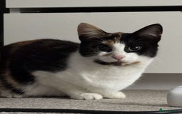 Mixed Breed cats for sale: 2 kittens - Image 4
