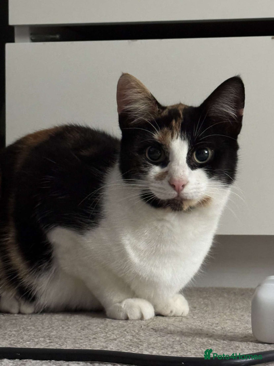 Mixed Breed cats for sale: 2 kittens - Image 4