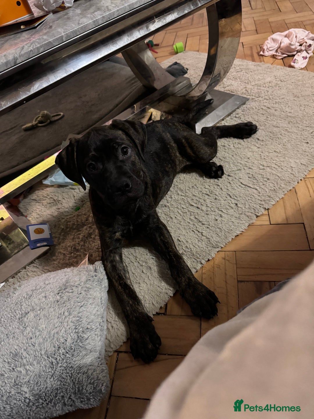 Mixed Breed dogs for sale: 4 month old American Staff x Bullmastiff - Advert 1