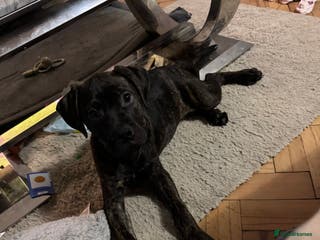 Mixed Breed dogs 4 month old American Staff x Bullmastiff - Advert 4