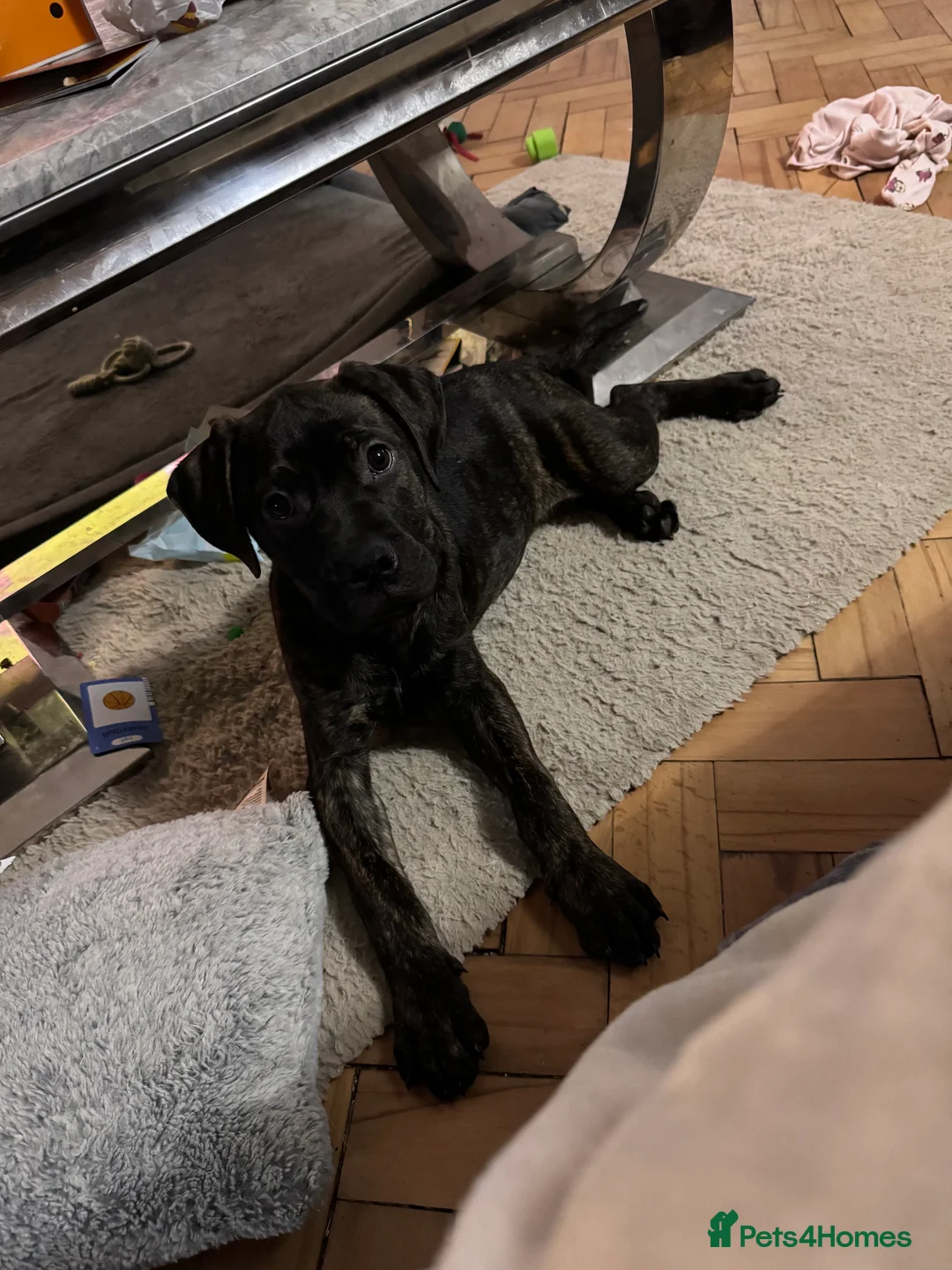 Mixed Breed dogs for sale: 4 month old American Staff x Bullmastiff - Advert 1