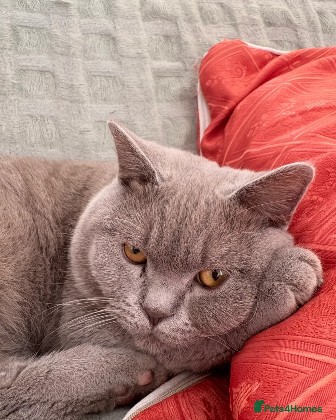 British Shorthair cats for sale: Beautiful British short hair/Scottish fold kitties - Advert 2