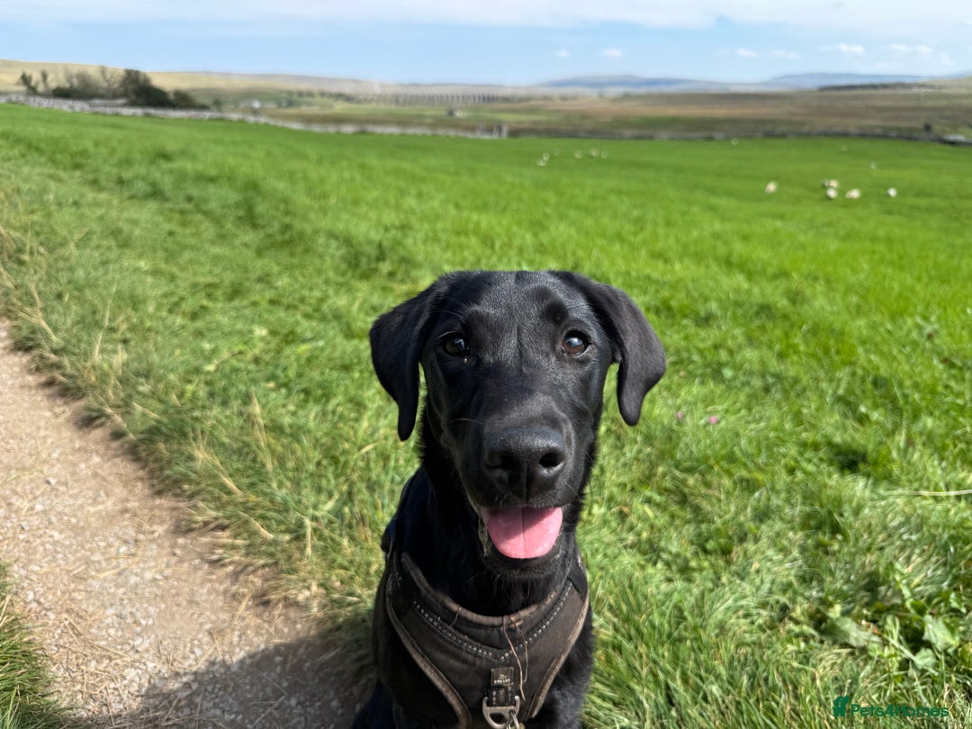 Labrador Retriever dogs for sale: Black Lab for sale  - Advert 2