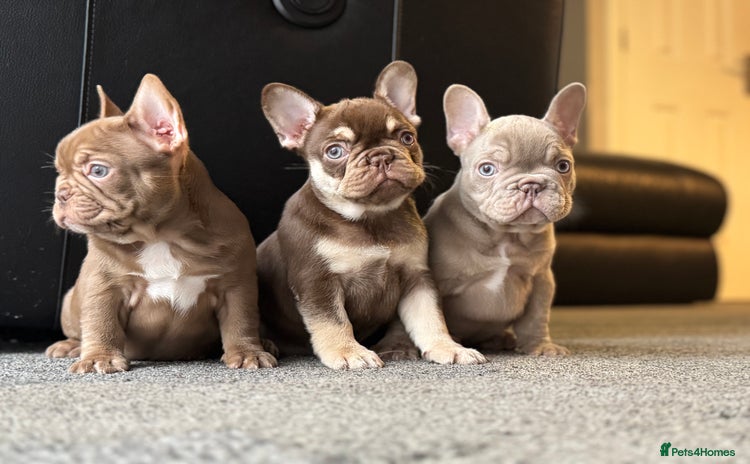 French Bulldog dogs - Advert 1