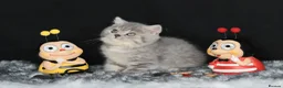 British Shorthair cats for sale: Tica registered British Shorthair kittens  - Advert 16