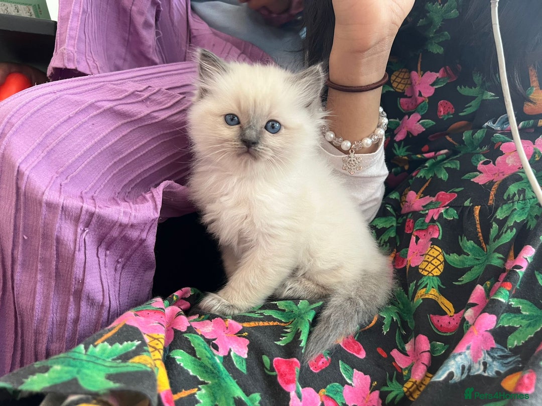 Ragdoll cats for stud: Ragdoll Stud  in Manchester - Image 21