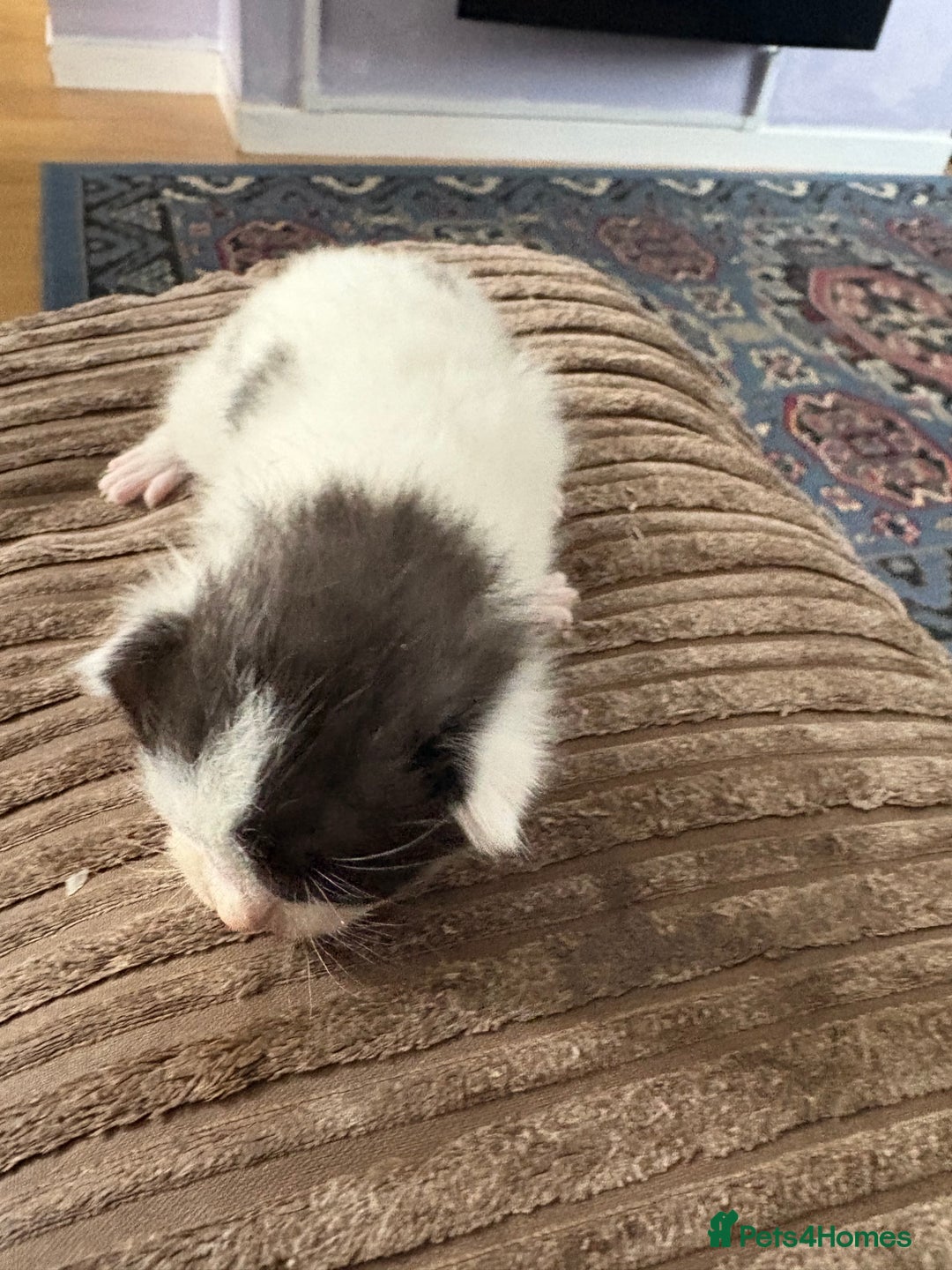 Ragdoll cats for sale: Ragdoll cross breed  - Image 10