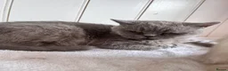British Shorthair cats for sale: BRITISH SHORT HAIR KITTENS  - Advert 2