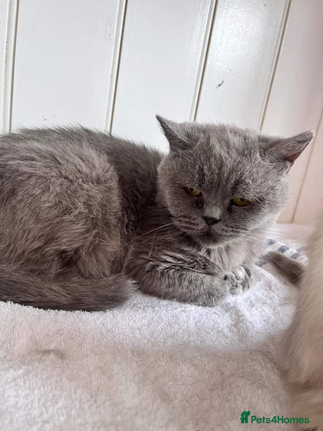 British Shorthair cats for sale: BRITISH SHORT HAIR KITTENS  - Advert 2