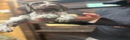 German Shorthaired Pointer dogs for sale: STUNNING LAST GIRL  - Advert 3