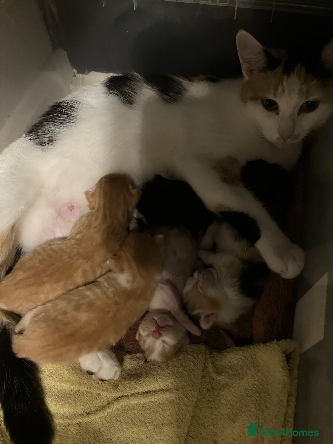 Mixed Breed cats for sale: Beautiful kittens for sale - Advert 7