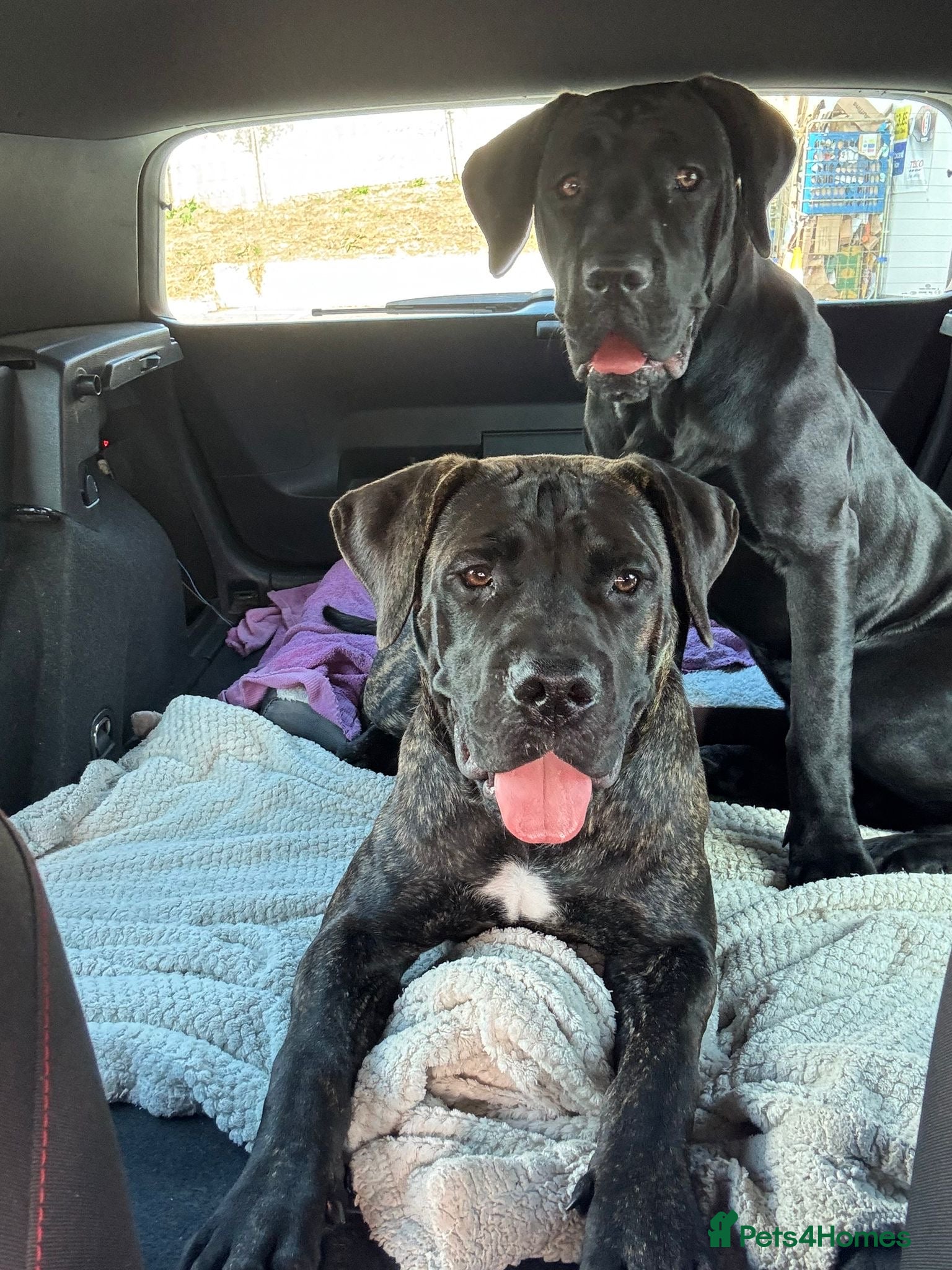Presa Canario dogs Female presa canario - Advert 1