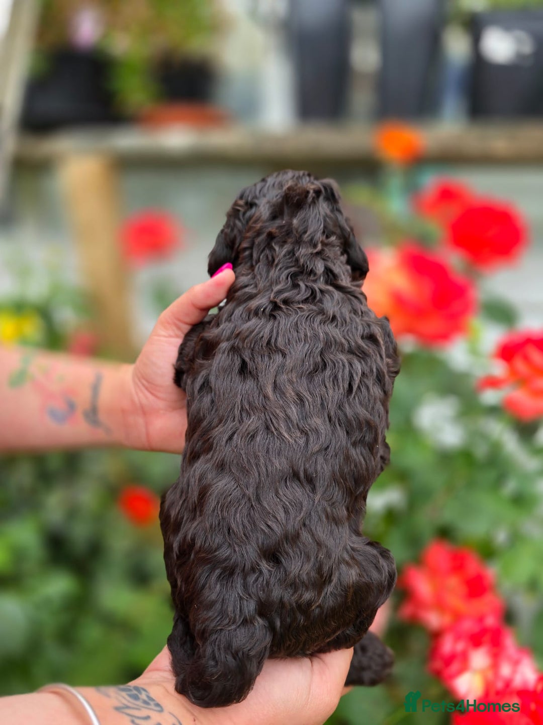 Cockapoo dogs for sale: F1 working cockapoo puppies - Image 4