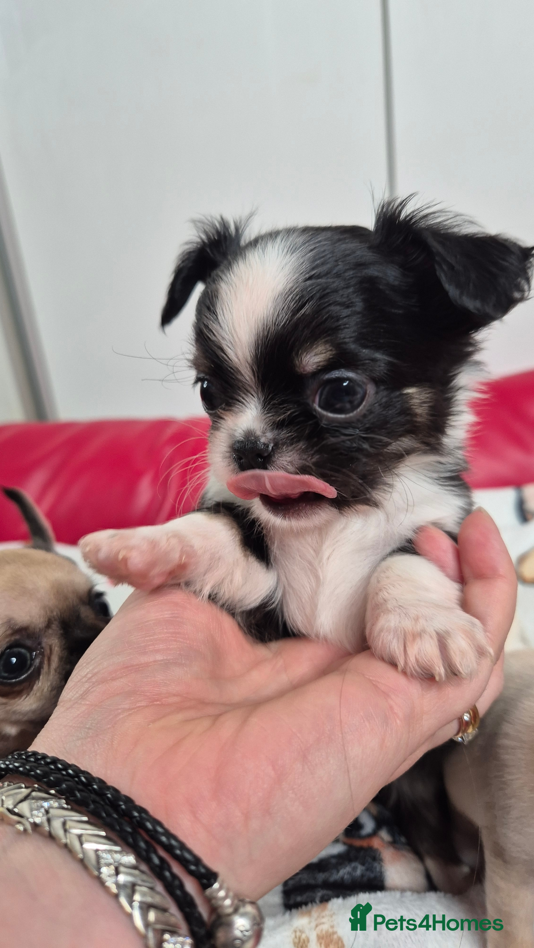 Chihuahua dogs for sale: Kc registered chihuahua puppies - Advert 4