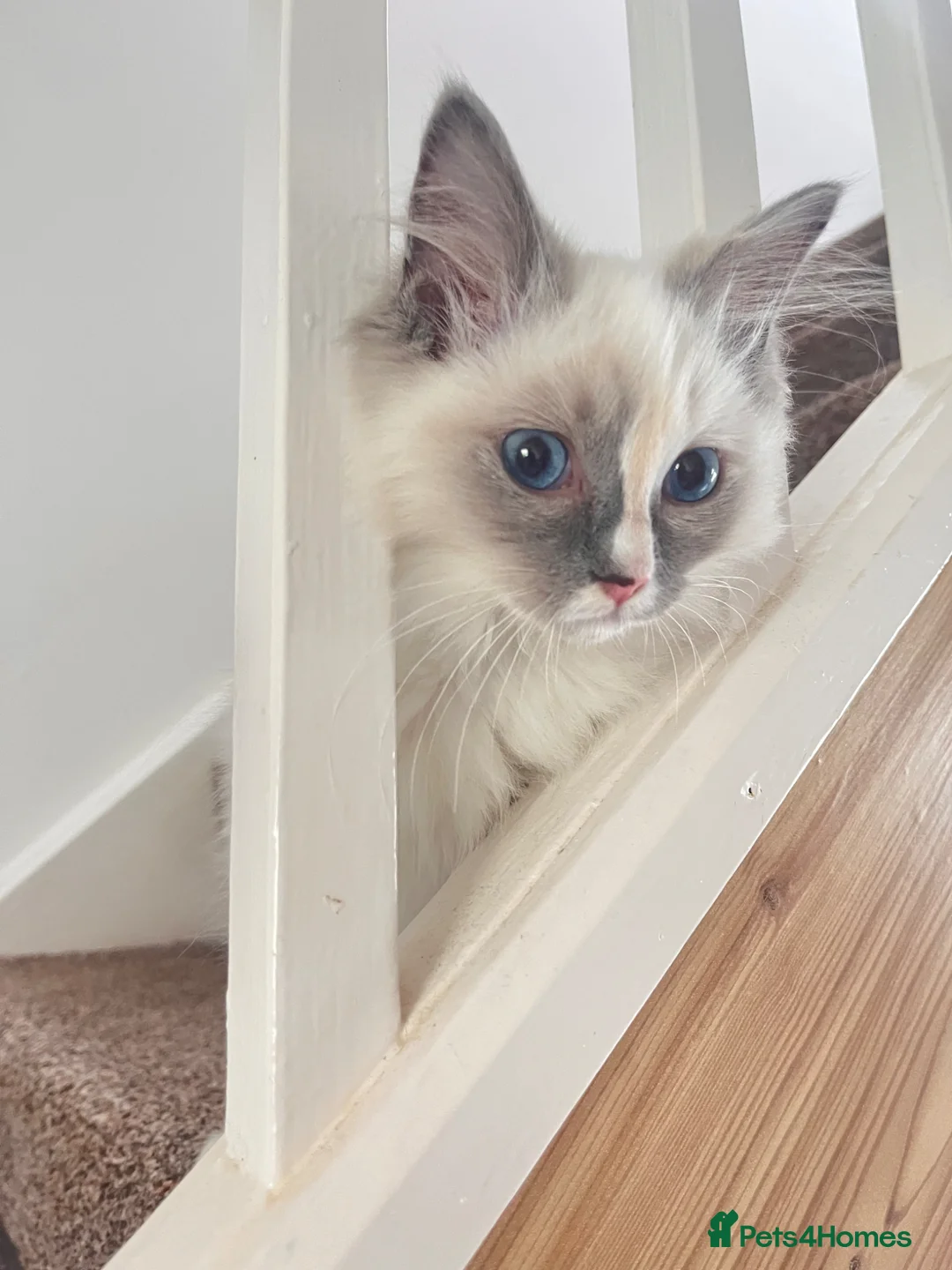 Ragdoll cats for sale: 6 months old ragdoll - Advert 8