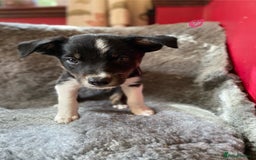 Border Collie dogs for sale: Border collies  - Image 15