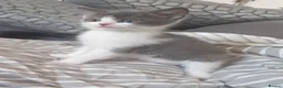 Mixed Breed cats for sale: 2 grey and 1 black and white kittens - Advert 9