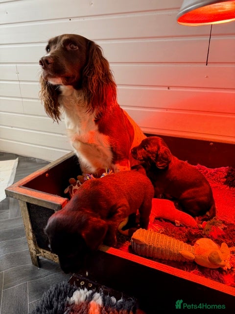 Springador dogs working line springadors - Advert 1