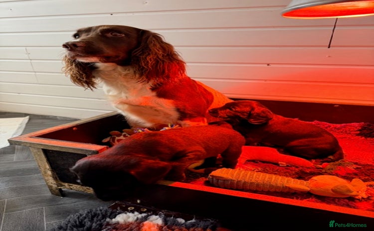 Springador dogs working line springadors - Advert 1