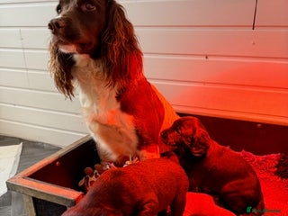 Springador dogs working line springadors - Advert 1