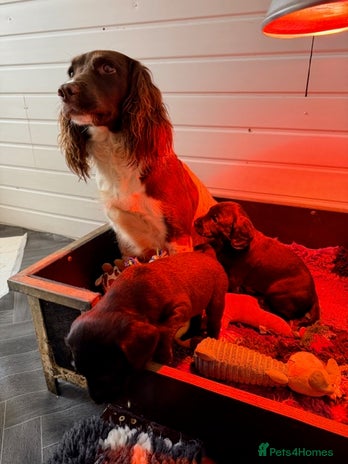 Springador dogs working line springadors - Advert 1